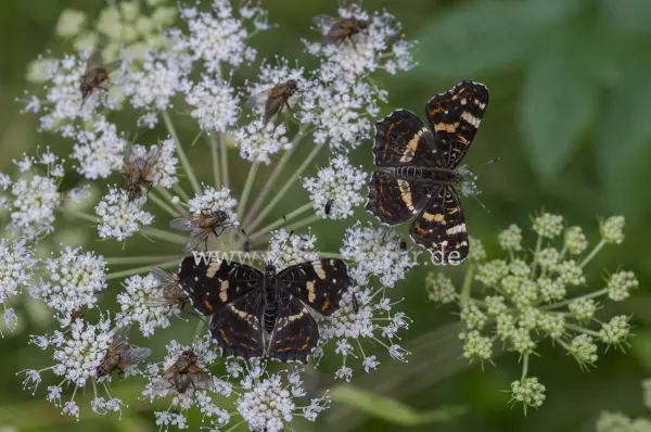 Fokus-Natur Bild