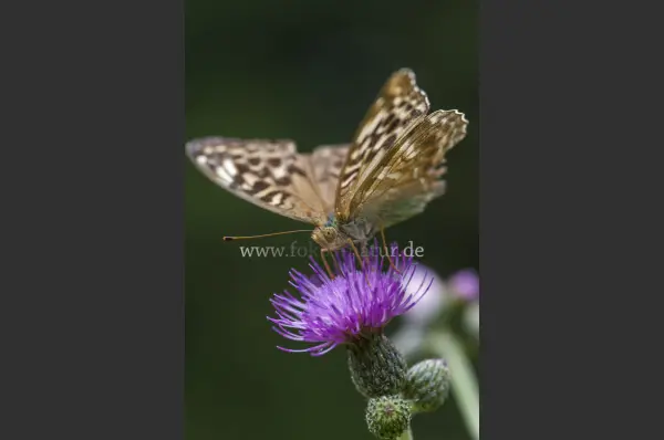 Fokus-Natur Bild