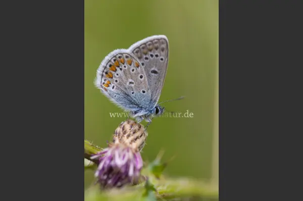 Fokus-Natur Bild