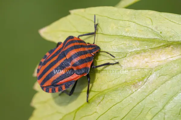 Fokus-Natur Bild