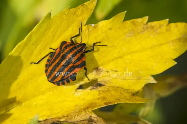 Fokus-Natur Bild