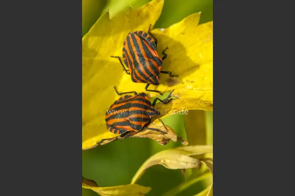 Fokus-Natur Bild