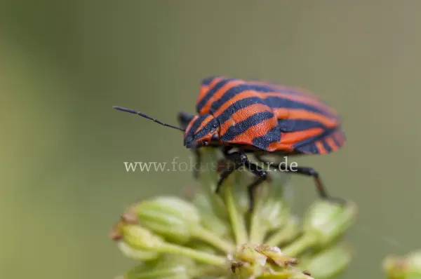Fokus-Natur Bild