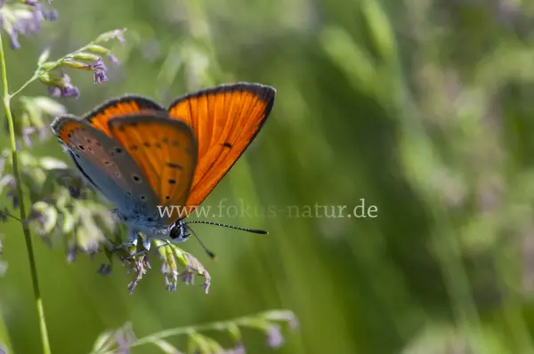 Fokus-Natur Bild