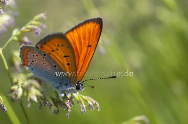 Fokus-Natur Bild