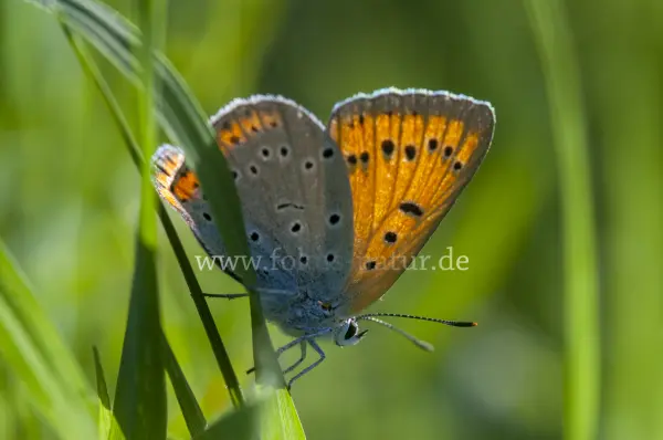 Fokus-Natur Bild