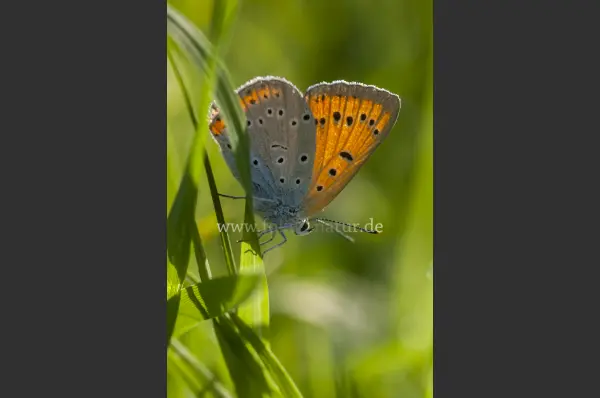Fokus-Natur Bild