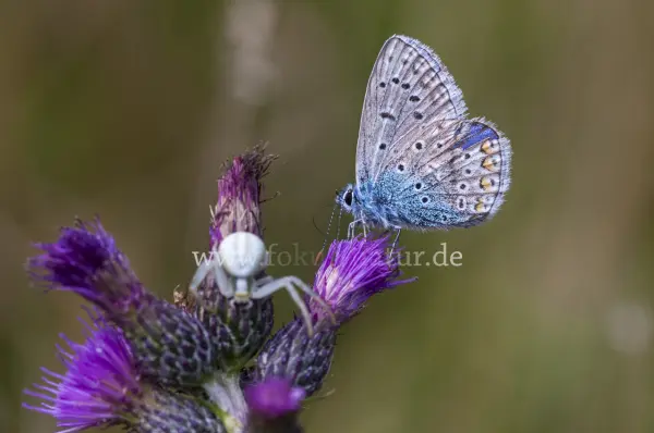 Fokus-Natur Bild