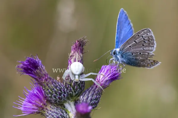 Fokus-Natur Bild