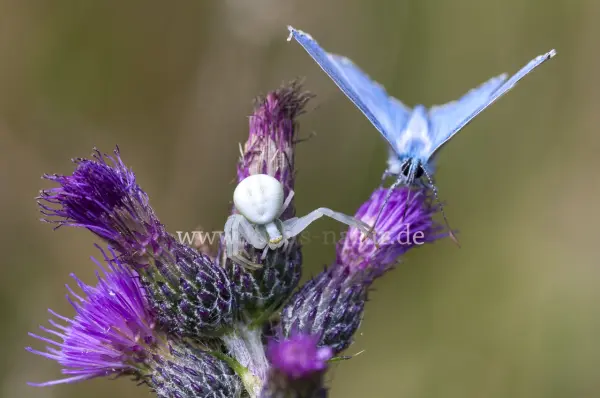 Fokus-Natur Bild