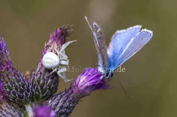 Fokus-Natur Bild