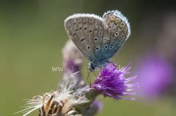 Fokus-Natur Bild