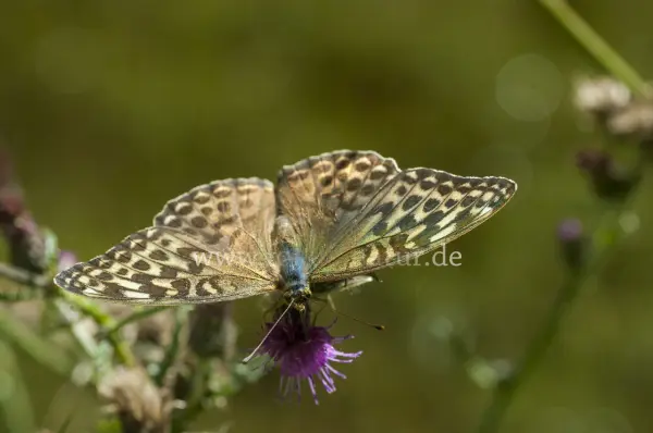 Fokus-Natur Bild