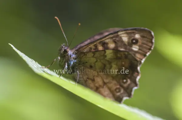 Fokus-Natur Bild