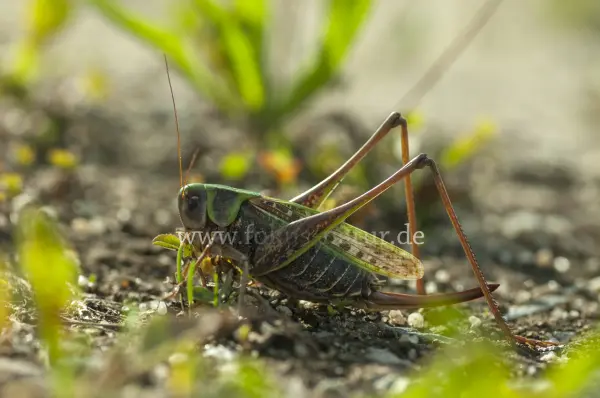 Fokus-Natur Bild