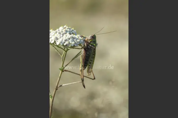 Fokus-Natur Bild