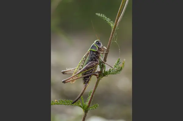 Fokus-Natur Bild