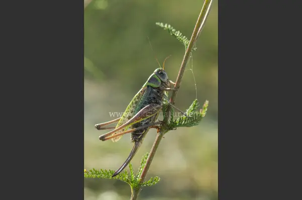 Fokus-Natur Bild