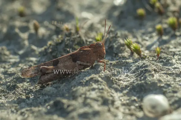 Fokus-Natur Bild