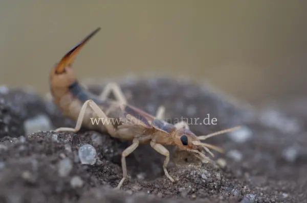 Fokus-Natur Bild