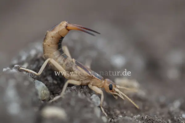 Fokus-Natur Bild