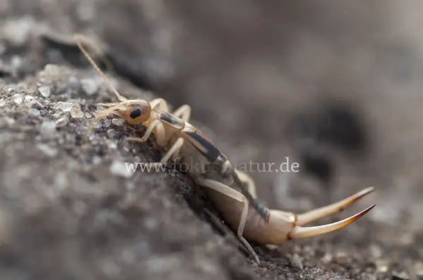 Fokus-Natur Bild
