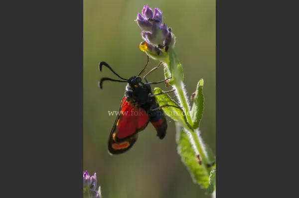 Fokus-Natur Bild