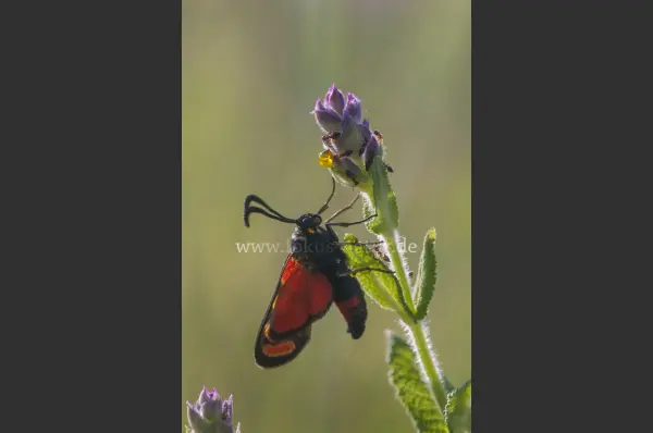 Fokus-Natur Bild