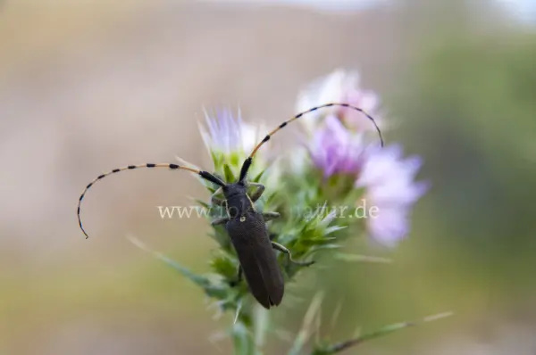 Fokus-Natur Bild