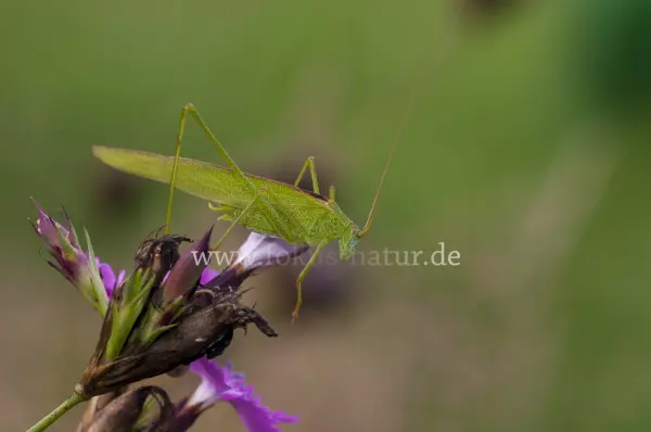 Fokus-Natur Bild