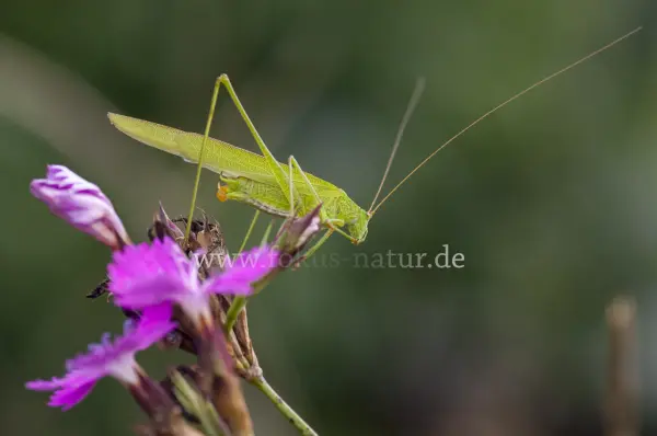 Fokus-Natur Bild