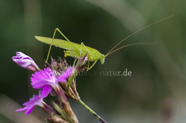 Fokus-Natur Bild