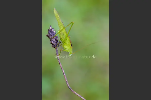 Fokus-Natur Bild