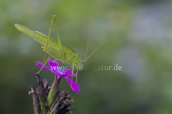 Fokus-Natur Bild