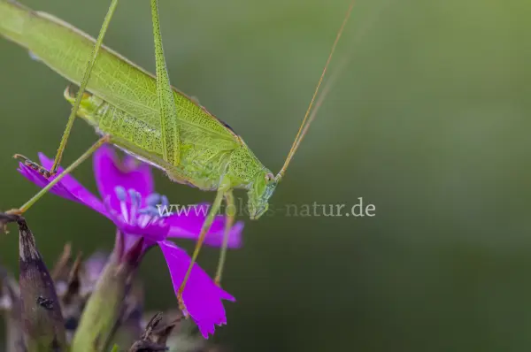 Fokus-Natur Bild