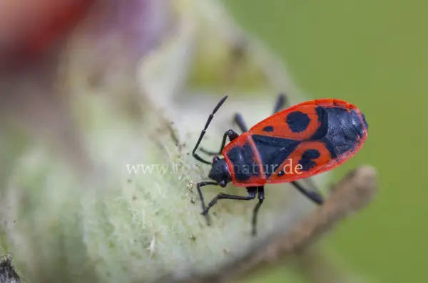 Fokus-Natur Bild