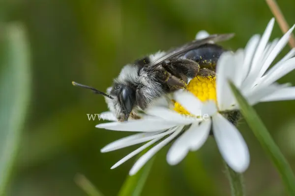 Fokus-Natur Bild