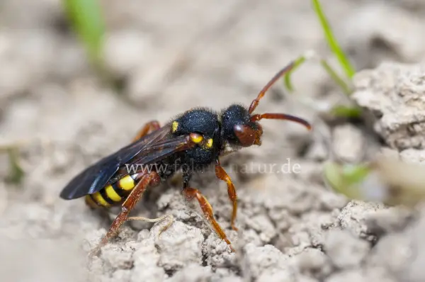 Fokus-Natur Bild
