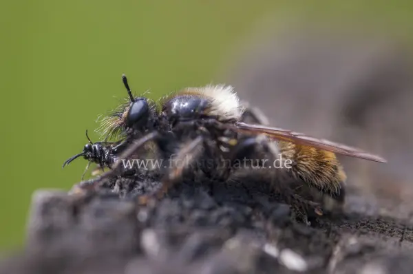 Fokus-Natur Bild