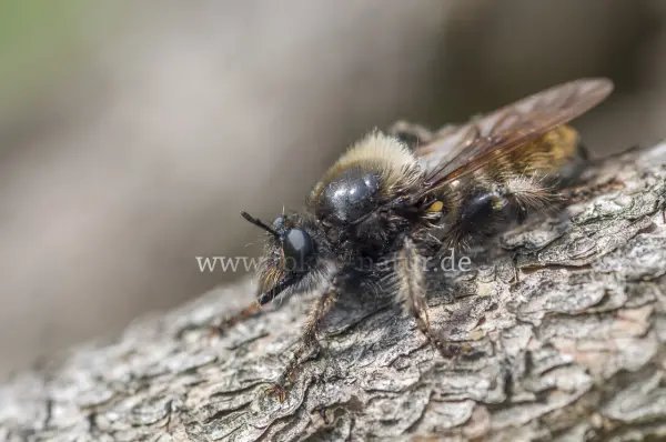Fokus-Natur Bild