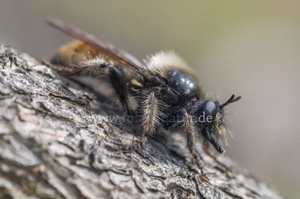 Fokus-Natur Bild