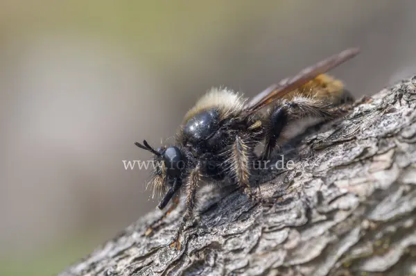 Fokus-Natur Bild