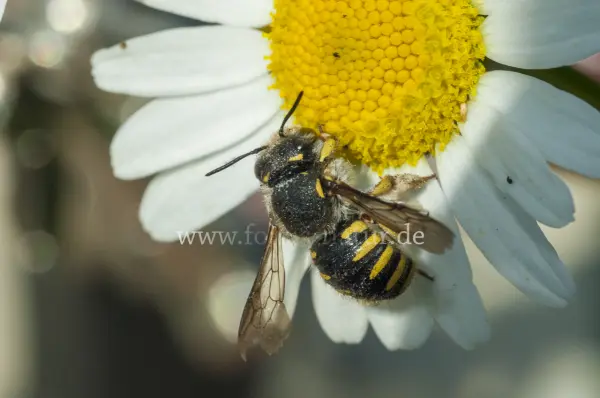Fokus-Natur Bild