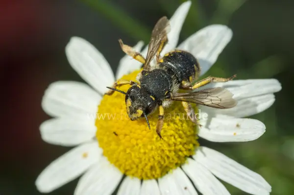 Fokus-Natur Bild