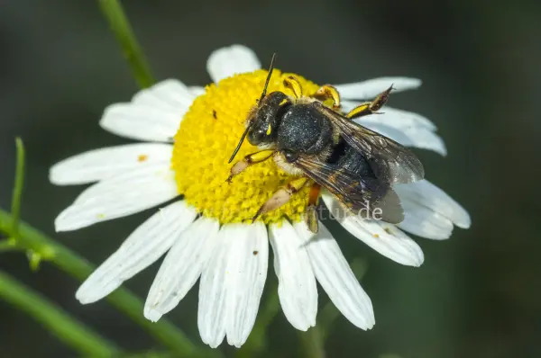 Fokus-Natur Bild