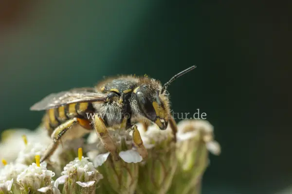 Fokus-Natur Bild