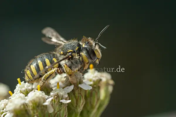 Fokus-Natur Bild