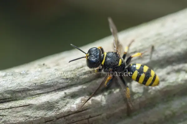 Fokus-Natur Bild