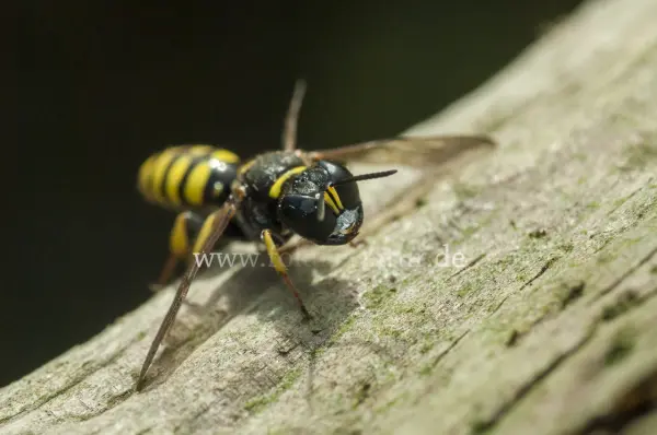 Fokus-Natur Bild