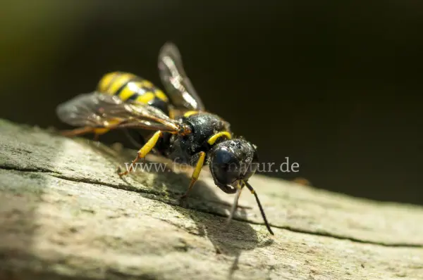 Fokus-Natur Bild